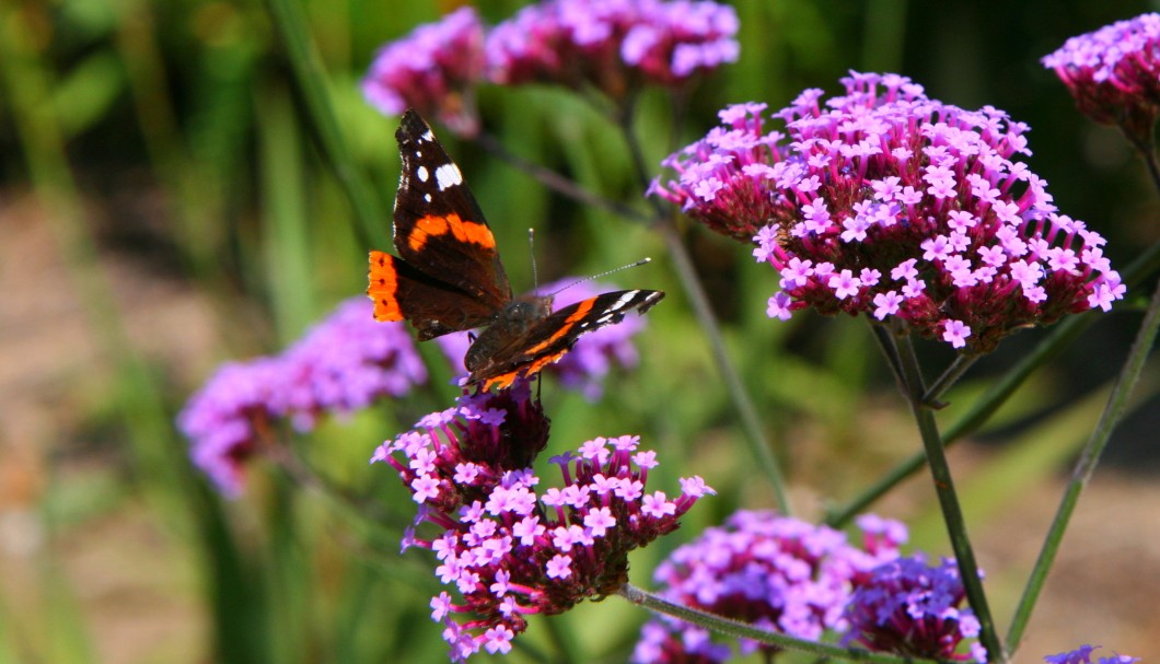 Bretagne Gärten: Botanischer Garten Roscoff 09