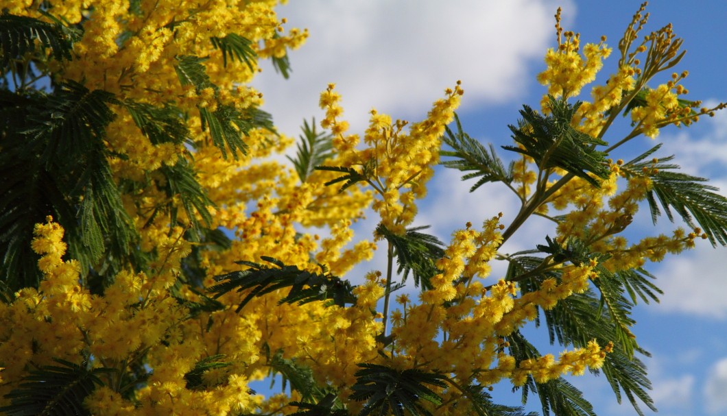 Bretagne-Gärten - Mimose Detail