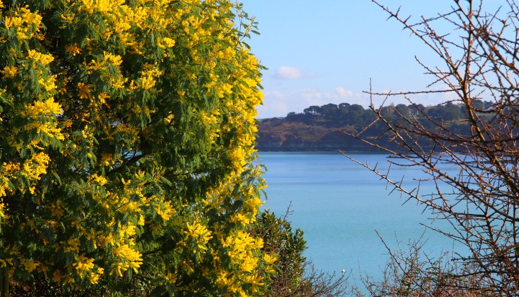 Bretagne-Gärten - Mimose