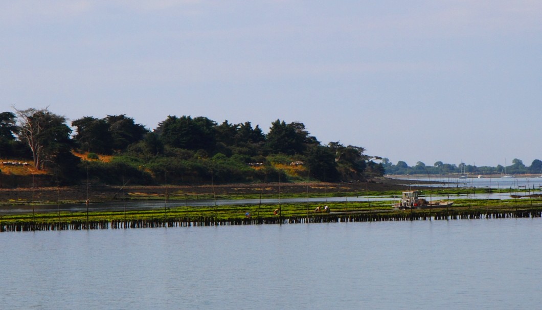 Der Golf von Morbihan: Austernbänke
