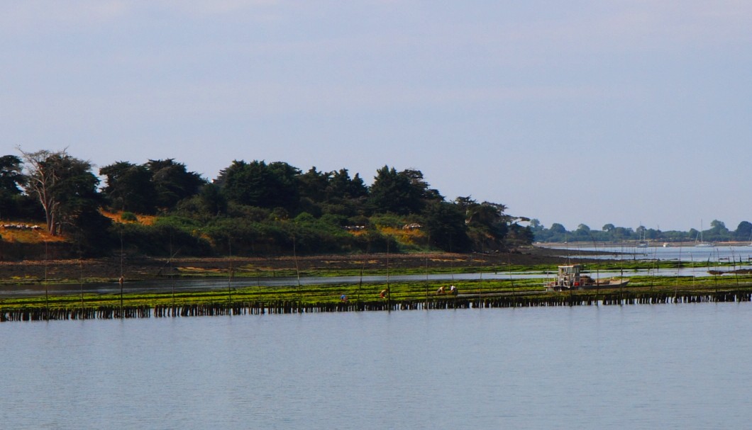 Der Golf von Morbihan: Austernbänke
