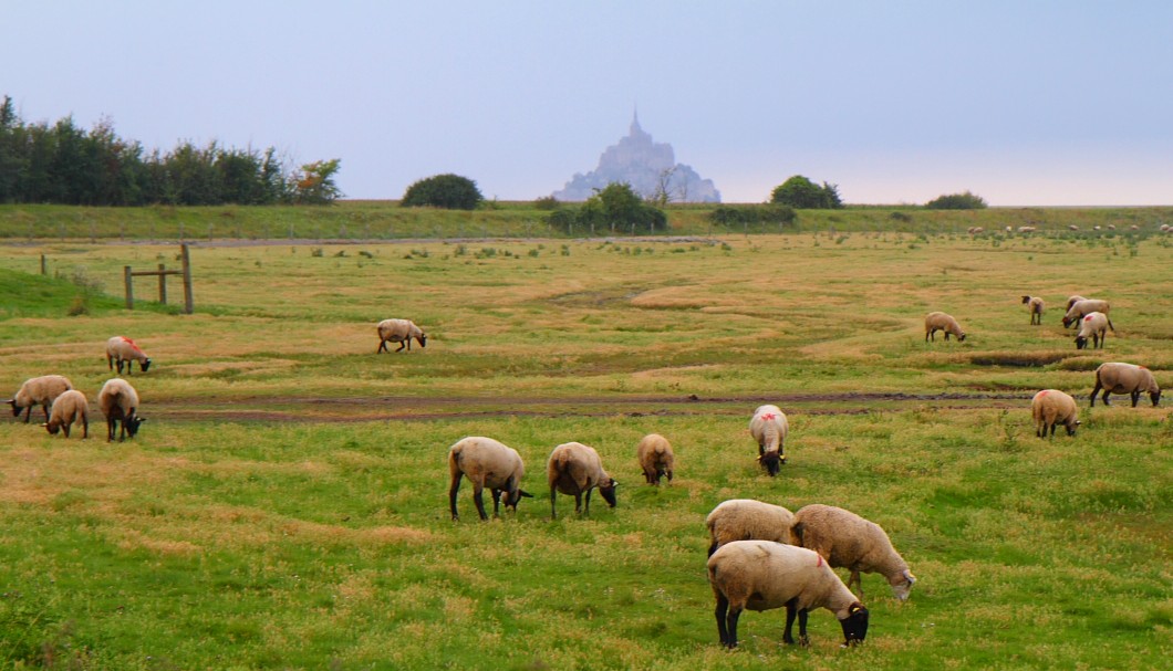 Mont-Saint-Michel - Salzweide - Salzlämmer