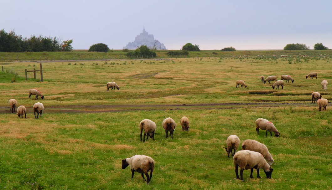 Mont-Saint-Michel - Salzweiden - Salzlämmer