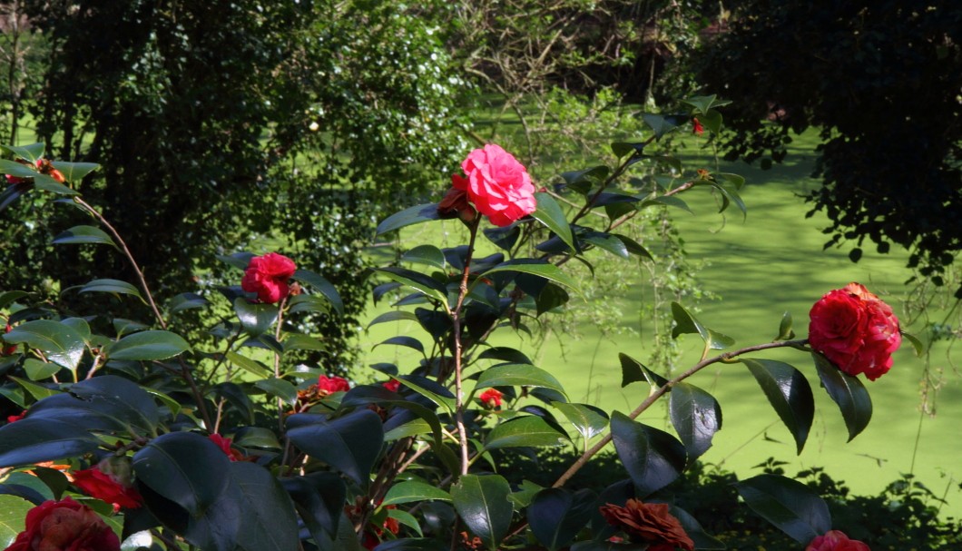 Bretagne Garten/Park Château de la Roche Jagu - 