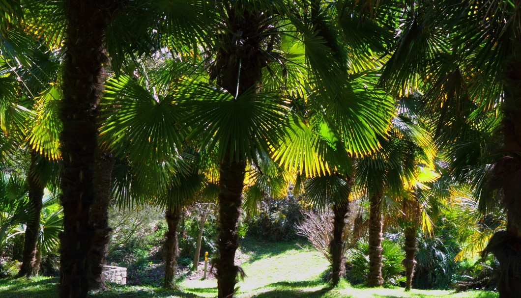 Bretagne Garten/Park Château de la Roche Jagu - Palmengarten