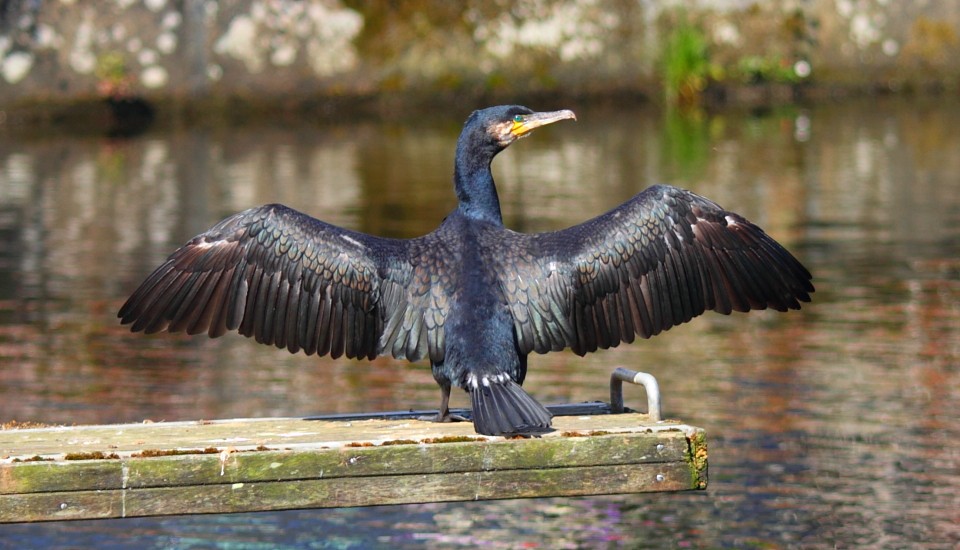 Morlaix in der Bretagne: Ein Kormoran im Hafen