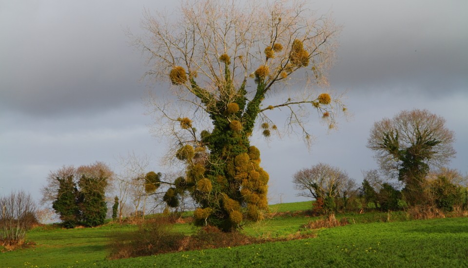 Plestin-les-Grèves: Misteln