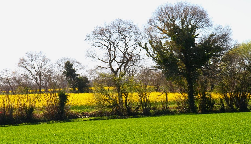 Die Bocage, die Wall- und Heckenlandlandschaft in der Bretagne.