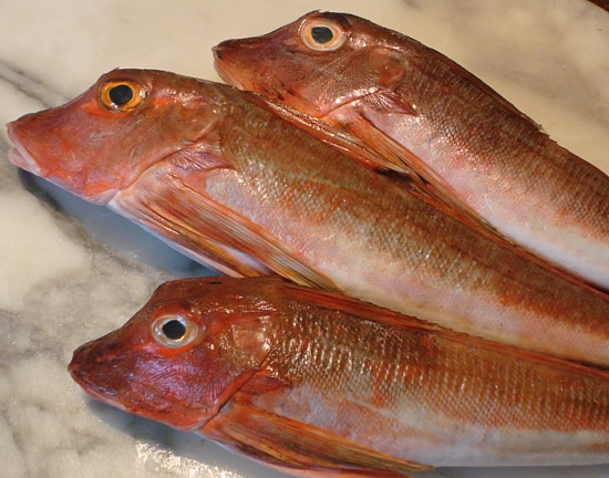 Bretagne-Fisch-Wörterbuch: Grondin rouge - Seekuckuck.