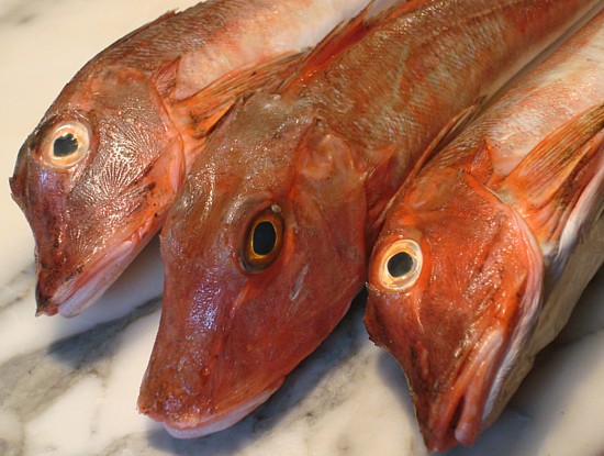 Bretagne-Fisch-Wörterbuch: Grondin rouge - Seekuckuck.