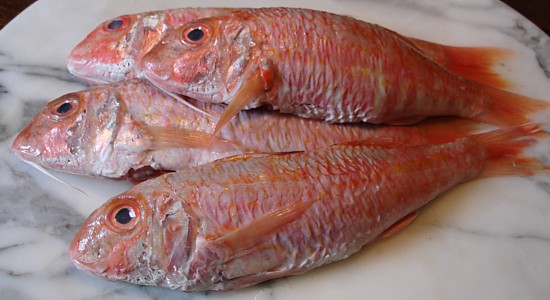 Bretagne-Fisch-Wörterbuch: Rouget - Rotbarbe.