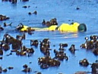 Bretagne-Nordküste: Gezeiten-Fischerei.