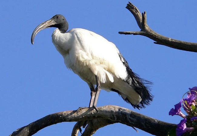 Neurdings auch an der Bretagne-Nordküste anzutreffen: der heilige Ibis.