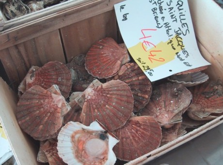 Bretagne Urlaub am Meer: Coquilles St-Jacques