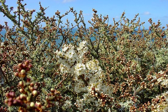 Wandern in der Bretagne: Weißdorn