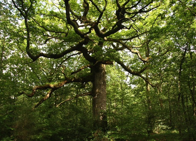 Uralte Eiche im Wald von Paimpont in der Bretagne.