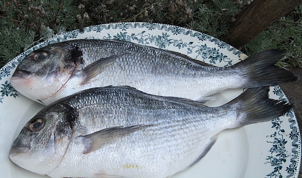 Bretagne-Fisch-Wörterbuch: Dorade-Royale = Goldbrasse.