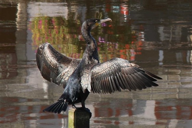 Bretagne Natur: Ein Kormoran trocknet sein Gefieder in der Morgensonne.